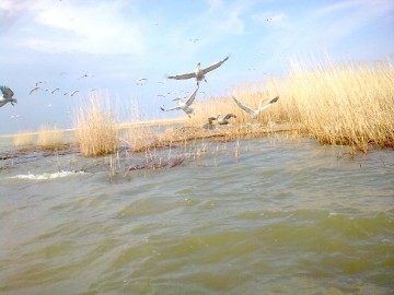 Gripa aviară pe lacul Sinoe: localnicii trebuie să-şi ţină păsările la adăpost